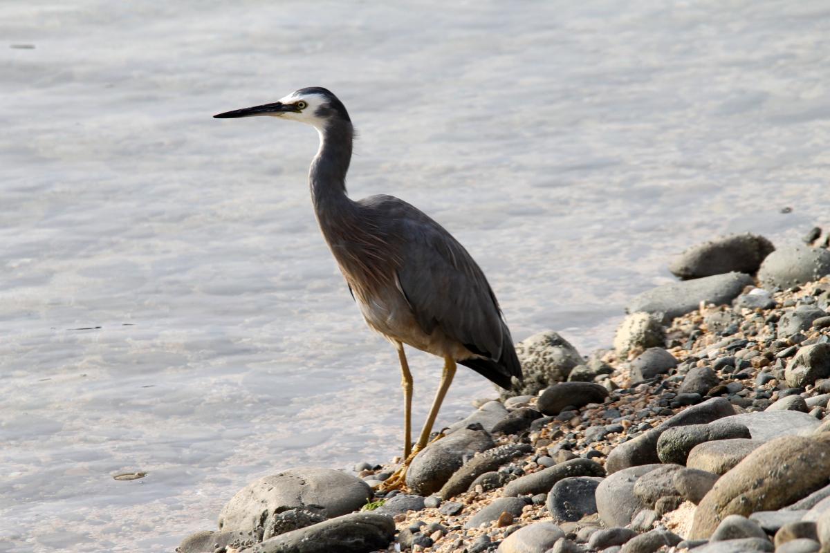 White-faced Heron (Egretta novaehollandiae)